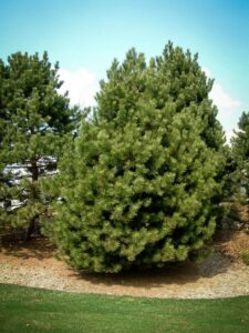 Сосна Чёрная (Pinus Nigra) купить по цене от 270.00р. в интернет-магазине «Посадика» с доставкой почтой в в Морозовске и по всей России – [изображение №1].