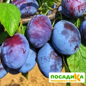 Слива Чачакская ранняя купить по цене от 229.00р. в интернет-магазине «Посадика» с доставкой почтой в в Морозовске и по всей России – [изображение №1].