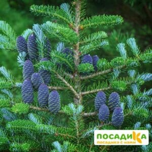 Пихта корейская (Abies koreana) купить по цене от 450.00р. в интернет-магазине «Посадика» с доставкой почтой в в Морозовске и по всей России – [изображение №1].