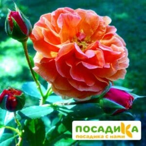 Роза Арабия купить по цене от 350.00р. в интернет-магазине «Посадика» с доставкой почтой в в Морозовске и по всей России – [изображение №1].