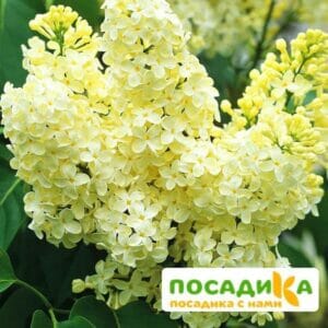 Сирень Примроуз (Primrose) купить по цене от 529.00р. в интернет-магазине «Посадика» с доставкой почтой в в Морозовске и по всей России – [изображение №1].