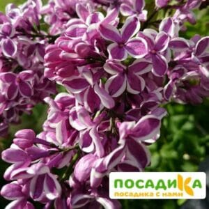 Сирень Сенсация купить по цене от 529.00р. в интернет-магазине «Посадика» с доставкой почтой в в Морозовске и по всей России – [изображение №1].