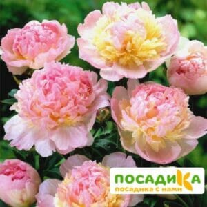 Пион Распберри Сандей (Paeonia Raspberry Sundae) купить по цене от 959р. в интернет-магазине «Посадика» с доставкой почтой в в Морозовске и по всей России – [изображение №1].