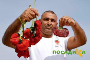 Клубника Гигант Джорнея купить по цене от 266р. в интернет-магазине «Посадика» с доставкой почтой в в Морозовске и по всей России – [изображение №1].