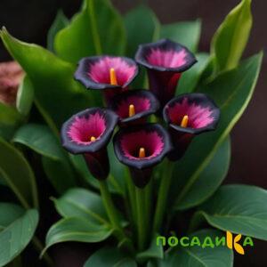 Калла Аура Лейс купить по цене от 400р. в интернет-магазине «Посадика» с доставкой почтой в в Морозовске и по всей России – [изображение №1].