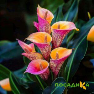 Калла Оникс купить по цене от 450р. в интернет-магазине «Посадика» с доставкой почтой в в Морозовске и по всей России – [изображение №1].
