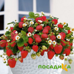 Клубника Рубиновый Шепот (горшечная) купить по цене от 240р. в интернет-магазине «Посадика» с доставкой почтой в в Морозовске и по всей России – [изображение №1].