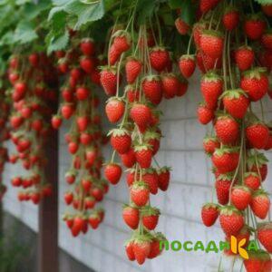 Клубника вьющаяся Комплимент купить по цене от 470р. в интернет-магазине «Посадика» с доставкой почтой в в Морозовске и по всей России – [изображение №1].