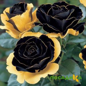 Роза Ханни Сикл купить по цене от 700р. в интернет-магазине «Посадика» с доставкой почтой в в Морозовске и по всей России – [изображение №1].