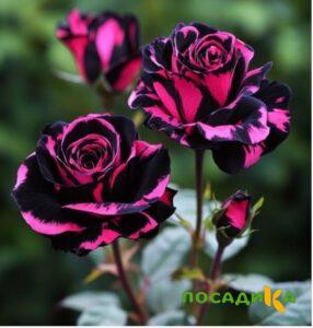 Роза Багровый Шепот купить по цене от 366р. в интернет-магазине «Посадика» с доставкой почтой в в Морозовске и по всей России – [изображение №1].
