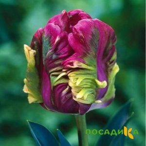 Тюльпан Экзотик Хэвен купить по цене от 186р. в интернет-магазине «Посадика» с доставкой почтой в в Морозовске и по всей России – [изображение №1].