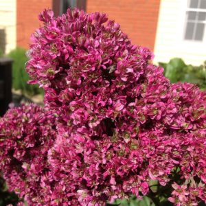 Флокс Филингс купить по цене от 329р. в интернет-магазине «Посадика» с доставкой почтой в в Морозовске и по всей России – [изображение №1].