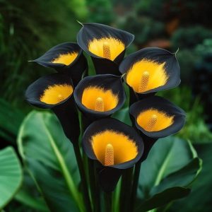 Калла Легато купить по цене от 620р. в интернет-магазине «Посадика» с доставкой почтой в в Морозовске и по всей России – [изображение №1].