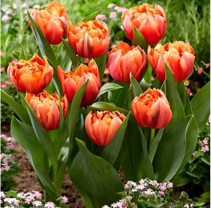 Тюльпан Гудошник Дабл купить по цене от 185р. в интернет-магазине «Посадика» с доставкой почтой в в Морозовске и по всей России – [изображение №1].