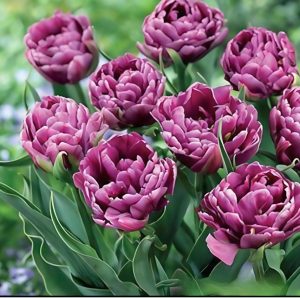 Тюльпан Айс Крим купить по цене от 430р. в интернет-магазине «Посадика» с доставкой почтой в в Морозовске и по всей России – [изображение №1].