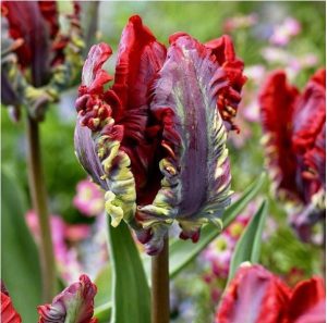 Тюльпан Рококо купить по цене от 350р. в интернет-магазине «Посадика» с доставкой почтой в в Морозовске и по всей России – [изображение №1].