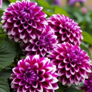 Георгин Кристал Корт купить по цене от 602р. в интернет-магазине «Посадика» с доставкой почтой в в Морозовске и по всей России – [изображение №1].