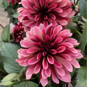 Георгин Перли Сансет купить по цене от 309р. в интернет-магазине «Посадика» с доставкой почтой в в Морозовске и по всей России – [изображение №1].