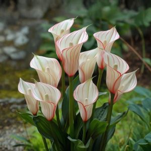 Калла Глейшер купить по цене от 299р. в интернет-магазине «Посадика» с доставкой почтой в в Морозовске и по всей России – [изображение №1].