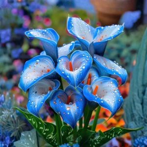 Калла Портрейт купить по цене от 292р. в интернет-магазине «Посадика» с доставкой почтой в в Морозовске и по всей России – [изображение №1].