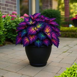 Хоста Фрости Блю купить по цене от 389р. в интернет-магазине «Посадика» с доставкой почтой в в Морозовске и по всей России – [изображение №1].