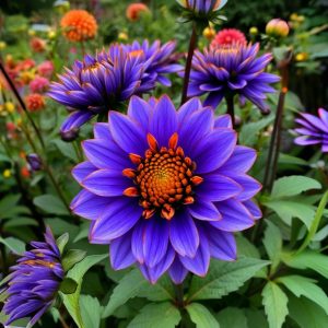 Георгин Лазурит купить по цене от 799р. в интернет-магазине «Посадика» с доставкой почтой в в Морозовске и по всей России – [изображение №1].