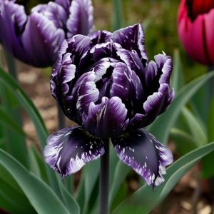 Тюльпан Индиго купить по цене от 600р. в интернет-магазине «Посадика» с доставкой почтой в в Морозовске и по всей России – [изображение №1].