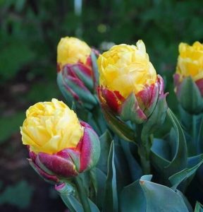 Тюльпан Айс Крим Банана купить по цене от 360р. в интернет-магазине «Посадика» с доставкой почтой в в Морозовске и по всей России – [изображение №1].