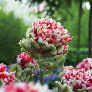 Тюльпан Дабл Флеминг Берд купить по цене от 249р. в интернет-магазине «Посадика» с доставкой почтой в в Морозовске и по всей России – [изображение №1].