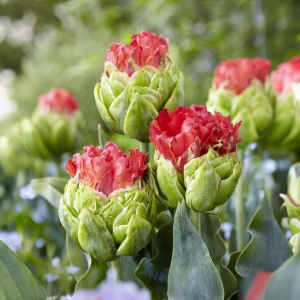 Тюльпан Бычий Глаз купить по цене от 275р. в интернет-магазине «Посадика» с доставкой почтой в в Морозовске и по всей России – [изображение №1].