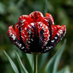 Тюльпан Вельвет Файер купить по цене от 394р. в интернет-магазине «Посадика» с доставкой почтой в в Морозовске и по всей России – [изображение №1].