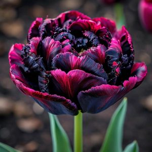 Тюльпан Фламинго купить по цене от 500р. в интернет-магазине «Посадика» с доставкой почтой в в Морозовске и по всей России – [изображение №1].