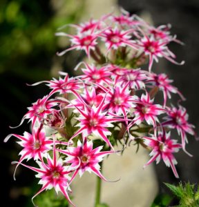 Флокс Метельчатый Путь купить по цене от 456р. в интернет-магазине «Посадика» с доставкой почтой в в Морозовске и по всей России – [изображение №1].