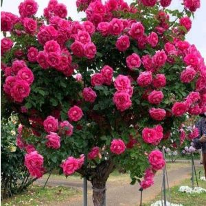 Роза Версаля купить по цене от 232р. в интернет-магазине «Посадика» с доставкой почтой в в Морозовске и по всей России – [изображение №1].