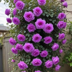 Роза Мистик Уайт купить по цене от 620р. в интернет-магазине «Посадика» с доставкой почтой в в Морозовске и по всей России – [изображение №1].