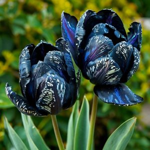 Тюльпан Блю Фог купить по цене от 500р. в интернет-магазине «Посадика» с доставкой почтой в в Морозовске и по всей России – [изображение №1].