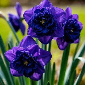 Нарцисс Арт Нуво купить по цене от 378р. в интернет-магазине «Посадика» с доставкой почтой в в Морозовске и по всей России – [изображение №1].