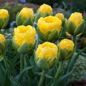 Тюльпан махровый Ванила Коп купить по цене от 159р. в интернет-магазине «Посадика» с доставкой почтой в в Морозовске и по всей России – [изображение №1].