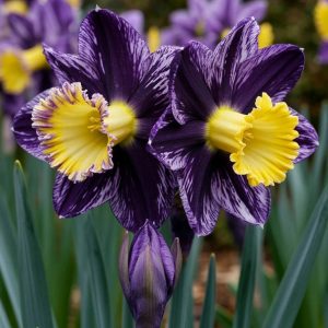 Нарцисс Акропоис купить по цене от 382р. в интернет-магазине «Посадика» с доставкой почтой в в Морозовске и по всей России – [изображение №1].