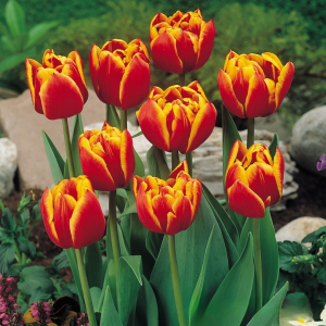 Тюльпан Блэк Фаер купить по цене от 275р. в интернет-магазине «Посадика» с доставкой почтой в в Морозовске и по всей России – [изображение №1].