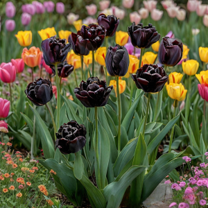 Тюльпан махровый Рейдинс Дарк купить по цене от 230р. в интернет-магазине «Посадика» с доставкой почтой в в Морозовске и по всей России – [изображение №1].
