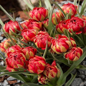 Тюльпан Ап Пинк купить по цене от 390р. в интернет-магазине «Посадика» с доставкой почтой в в Морозовске и по всей России – [изображение №1].