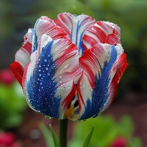 Тюльпан Ремс Сенсейшн купить по цене от 219р. в интернет-магазине «Посадика» с доставкой почтой в в Морозовске и по всей России – [изображение №1].