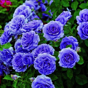 Роза Блю Мун купить по цене от 450р. в интернет-магазине «Посадика» с доставкой почтой в в Морозовске и по всей России – [изображение №1].