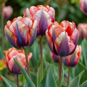 Тюльпан Эбисан Грэйс купить по цене от 217р. в интернет-магазине «Посадика» с доставкой почтой в в Морозовске и по всей России – [изображение №1].