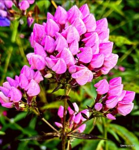 Флокс Бутоник купить по цене от 461р. в интернет-магазине «Посадика» с доставкой почтой в в Морозовске и по всей России – [изображение №1].