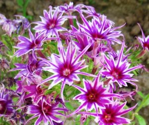 Флокс Звездное Кружево купить по цене от 361р. в интернет-магазине «Посадика» с доставкой почтой в в Морозовске и по всей России – [изображение №1].