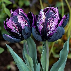 Тюльпан Блэк Каньон купить по цене от 305р. в интернет-магазине «Посадика» с доставкой почтой в в Морозовске и по всей России – [изображение №1].