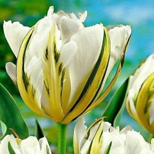 Тюльпан Экзотик Пуруссима купить по цене от 305р. в интернет-магазине «Посадика» с доставкой почтой в в Морозовске и по всей России – [изображение №1].