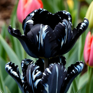 Тюльпан Шелк Нуар купить по цене от 219р. в интернет-магазине «Посадика» с доставкой почтой в в Морозовске и по всей России – [изображение №1].